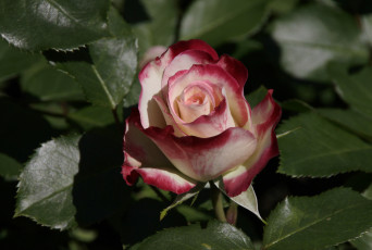 Картинка цветы розы роза blossoms leaves petals bud rose цветение листья лепестки бутон