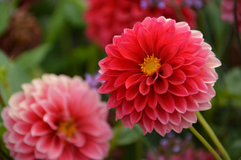 Картинка цветы георгины георгин лепестки цветение розовый