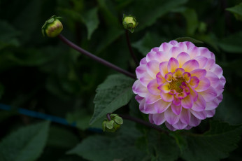 обоя цветы, георгины, лепестки, бутоны, цветение, георгин