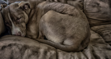 Картинка разное компьютерный+дизайн собака пёс животное компьютерный дизайн