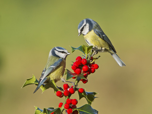 Обои картинки фото животные, синицы,  лазоревки, синички