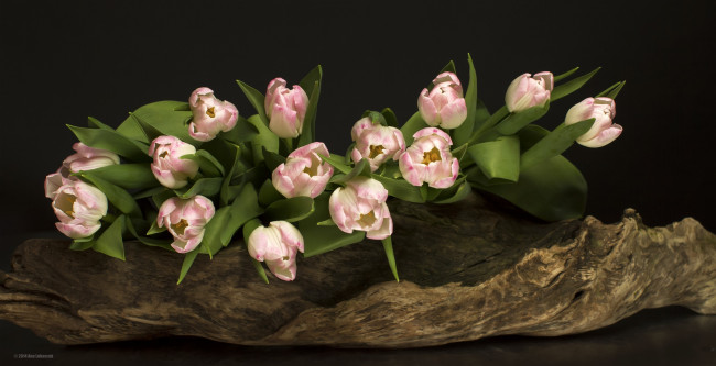 Обои картинки фото цветы, тюльпаны, цветение, яркость, лепестки, листья, бутоны