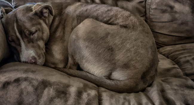 Обои картинки фото разное, компьютерный дизайн, собака, пёс, животное, компьютерный, дизайн