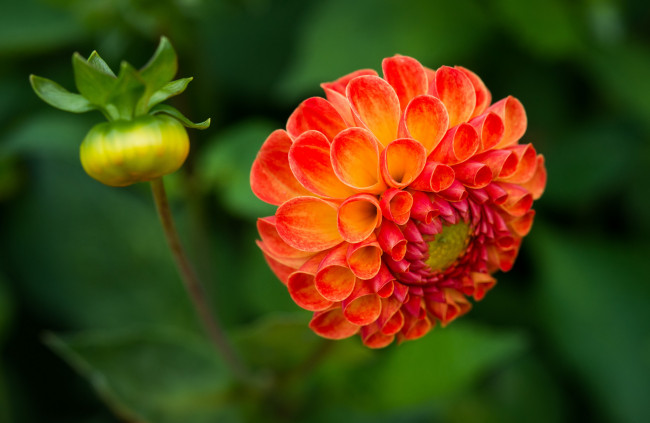 Обои картинки фото цветы, георгины, бутоны, цветение, георгин, лепестки