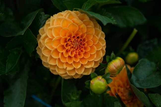 Обои картинки фото цветы, георгины, flowering, dahlia, цветение, георгин