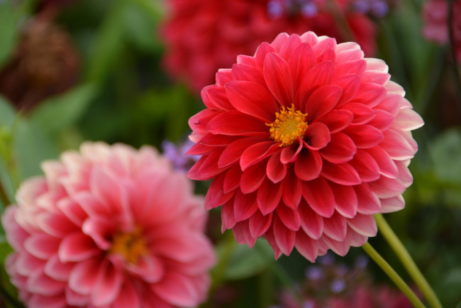 Обои картинки фото цветы, георгины, георгин, лепестки, цветение, розовый