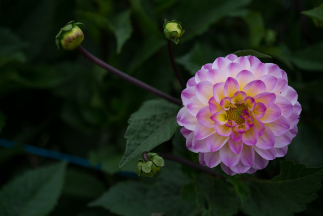 Обои картинки фото цветы, георгины, лепестки, бутоны, цветение, георгин