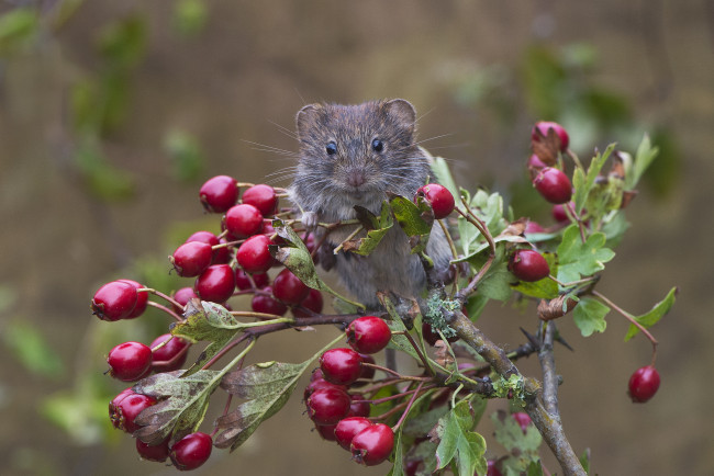 Обои картинки фото животные, крысы,  мыши, ягоды, мышка, куст
