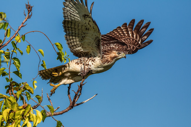 Обои картинки фото животные, птицы - хищники, листья, веточки, небо, крылья, хищник, орёл