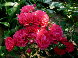 Картинка цветы розы красные