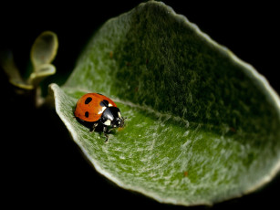 Картинка животные божьи+коровки фон природа божья коровка