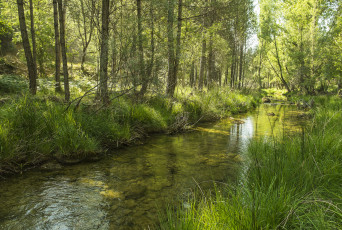 Картинка природа реки озера река лес