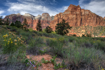 Картинка природа горы цветы трава скалы