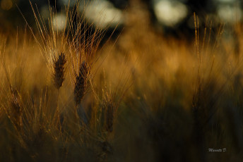 Картинка природа макро колоски