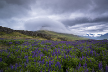 Картинка природа луга цветы облака равнина