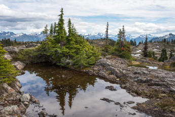 Картинка природа пейзажи лужа ели плато