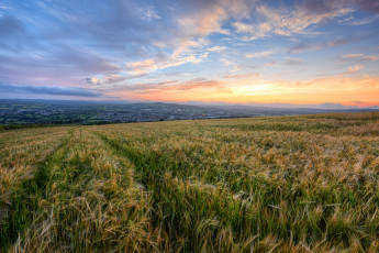 Картинка природа поля свет рожь поле