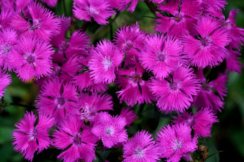 Картинка цветы гвоздики китайская гвоздика природа лепестки