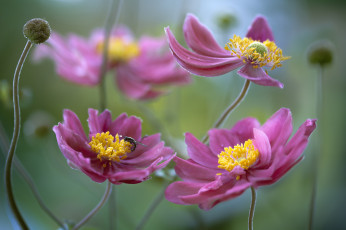 Картинка цветы природа фон