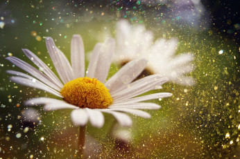 Картинка цветы ромашки макро цветок природа