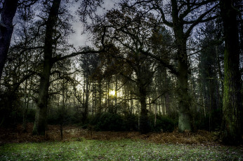 Картинка природа лес дубы роща