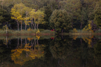 Картинка природа реки озера лес река