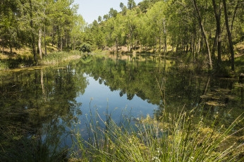 Картинка природа реки озера лес река