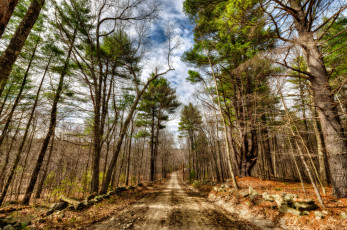 Картинка природа дороги тракт лес