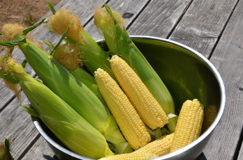 Картинка еда кукуруза початки