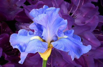 Картинка разное компьютерный+дизайн лепестки линии краски рендеринг ирис