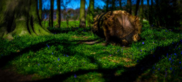 Картинка природа лес трава пень