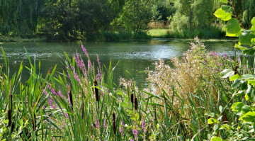 Картинка природа реки озера река лес