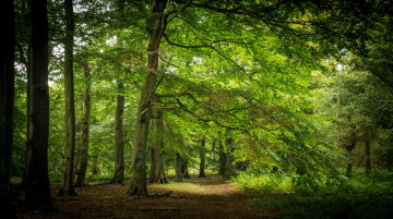 Картинка природа лес тропинка роща