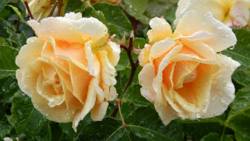 Картинка цветы розы бутоны капли