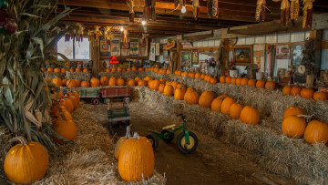 Картинка еда тыква урожай