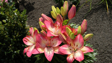 Картинка lilium+dancers цветы лилии +лилейники