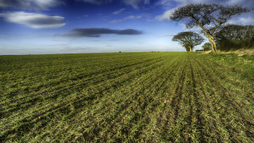 Картинка природа поля посевы поле