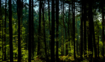 Картинка природа лес деревья