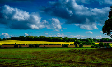 Картинка природа поля поле