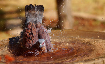 Картинка животные голуби брызги вода птица