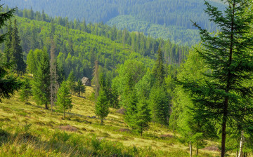 Картинка природа лес склон ели