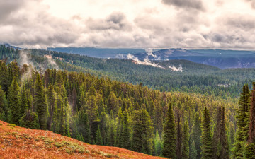 Картинка природа лес деревья тучи