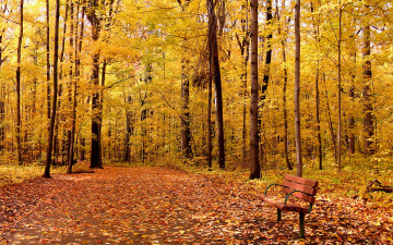 Картинка природа парк листья landscape leaves tree осень park autumn nature деревья