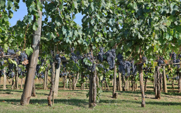 Картинка природа Ягоды +виноград виноградник