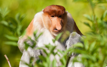 Картинка животные обезьяны обезьяна взгляд природа
