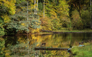 Картинка природа реки озера река лес