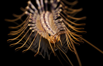 Картинка животные насекомые макро фон сороконожка