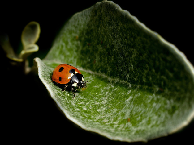 Обои картинки фото животные, божьи коровки, фон, природа, божья, коровка