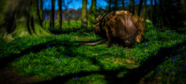 Обои картинки фото природа, лес, трава, пень