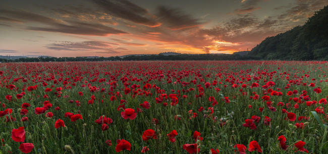 Обои картинки фото природа, поля, маки, поле